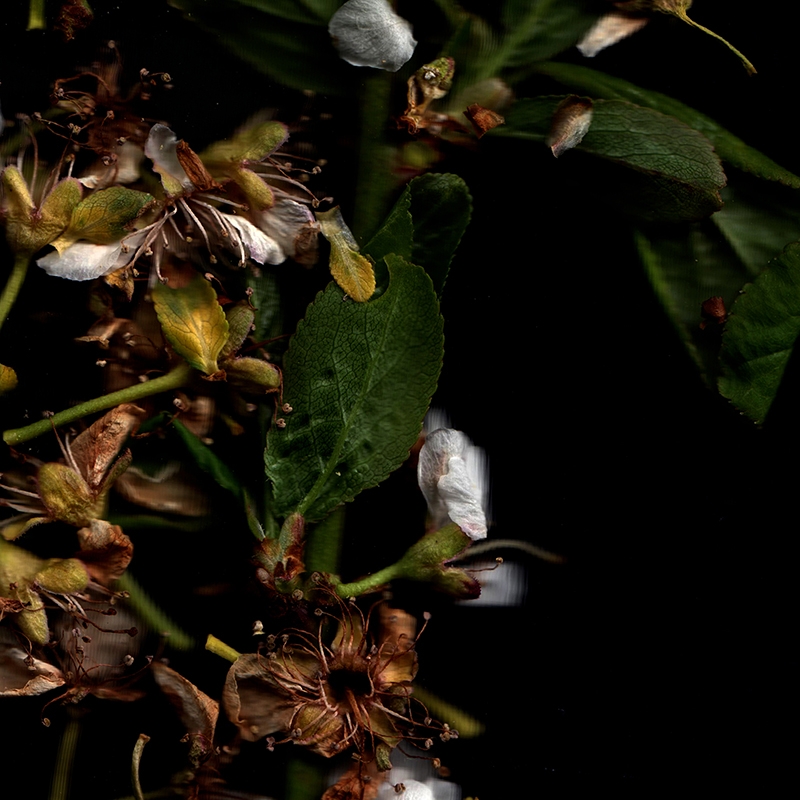 The Plum Tree Is Blossoming - Instrumental Release Artwork