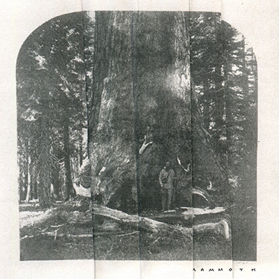 Mammoth Release Artwork